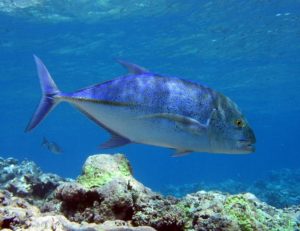 Fischölkapseln Wirkung - Besonders Kaltwasserfische sind gute Quellen